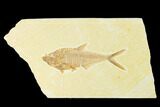 Fossil Fish (Diplomystus) - Green River Formation #144195-1